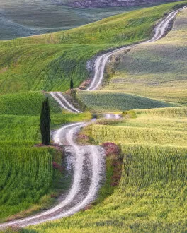 Grass Collection: Winding Road & Cypress Tree, Tuscany, Italy