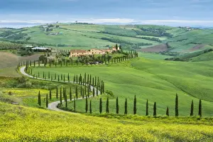 Asciano Prints: Winding road leading to a Tuscan farmhouse near Asciano, Tuscany, Italy