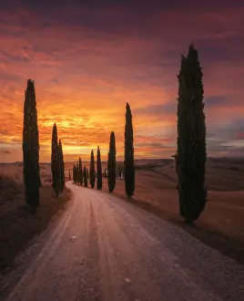 Countryhouse Prints: The winding road that leads to the iconic Podere Baccoleno in the Siena countryside during an explosive autumn sunset