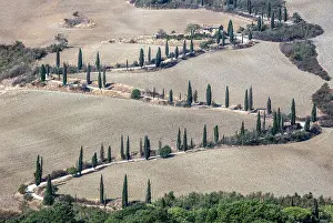 Cypress Trees Prints: Winding road lined with Cypress trees, La Foce, Val d'Orcia, Tuscany, Italy