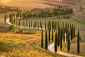 Cypress Trees Prints: Winding road lined with cypress trees leading to Podere Baccoleno