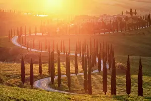 Winding Road Prints: Winding road lined with cypress trees leading to Podere Baccoleno at sunset