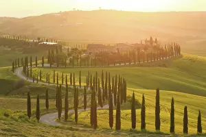 Winding Road Prints: Winding road lined with cypress trees leading to Podere Baccoleno at sunset
