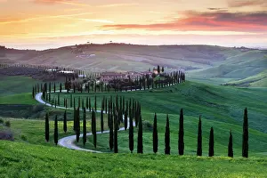 Cypress Trees Prints: Winding road lined with cypress trees leading to Podere Baccoleno at sunset