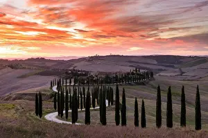 Winding road lined with cypress trees leading to Podere Baccoleno at sunset, Asciano, Crete senesi, Tuscany, Italy