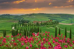 Civita Di Bagnoregio Prints: Winding road on the rolling hills of Tuscany near Asciano in Siena district, Italy