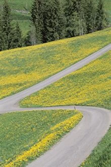 Empty Winding Road & Yellow Wild Flowers, Dolomites, Italy