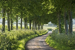 Winding Prints: Winding tree lined country lane, Dorset, England. Summer (July)