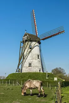 Bruges Gallery: Windmill and Belgian horse, Damme, West Flanders, Belgium
