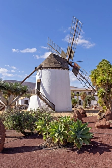 Granary Prints: Windmill on cactus farm, Antigua, Fuerteventura, Canary Islands, Spain