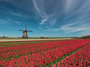 Cirrus Prints: Windmill and Field of Tulips, Holland, Netherlands