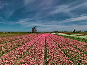 Tulip Prints: Windmill and Field of Tulips, Holland, Netherlands