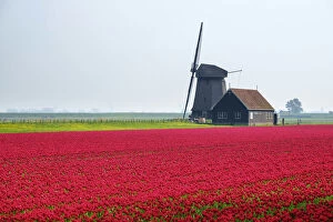 Images Dated 9th May 2019: Windmill and red tulip fields in spring near village of Schermerhorn, North Holland