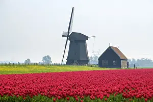 Windmill and red tulip fields in spring near village of Schermerhorn, North Holland