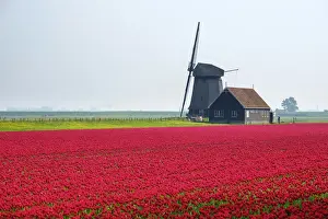 Windmill and red tulip fields in spring near village of Schermerhorn, North Holland