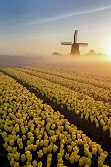 Tulips Prints: A windmill & tulip field at sunrise, North Holland, Netherlands