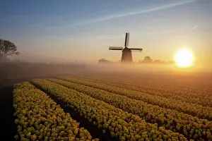 Tulips Prints: A windmill & tulip field at sunrise, North Holland, Netherlands