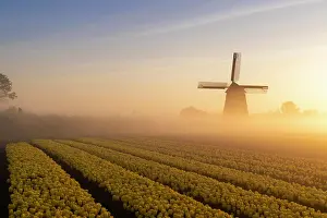 Tulips Prints: A windmill & tulip field at sunrise, North Holland, Netherlands