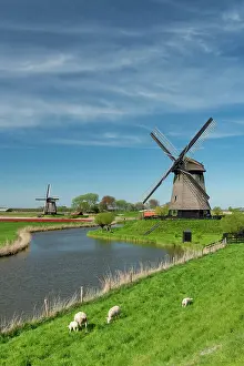 Sheep Prints: Windmills along Molendijk, Schermerhorn, Holland, Netherlands