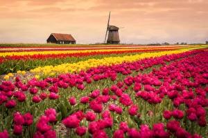 Windmills and tulip field full of flowers in Alkmaar, Netherland. Warm sunset light