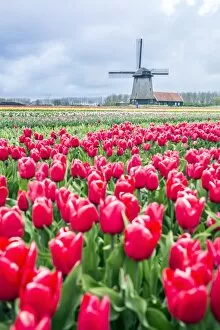 Images Dated 25th April 2016: Windmills and tulip fields full of flowers in Netherland