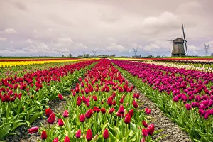 Windmills and tulip fields full of flowers in Netherland