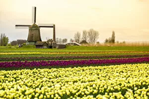 Images Dated 5th August 2016: Windmills and tulip fields full of flowers in Netherland