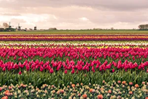 April Prints: Windmills and tulip fields full of flowers in Netherland