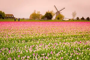 Windmills and tulip fields full of flowers in Netherland