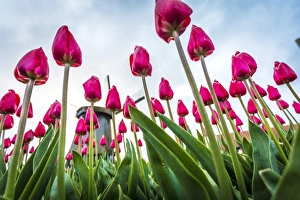 Images Dated 25th April 2016: Windmills and tulip fields full of flowers in the Netherlands