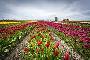 Images Dated 25th April 2016: Windmills and tulip fields full of flowers in the Netherlands