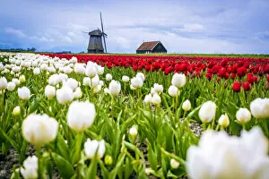 Images Dated 5th August 2016: Windmills and tulip fields full of flowers in the Netherlands