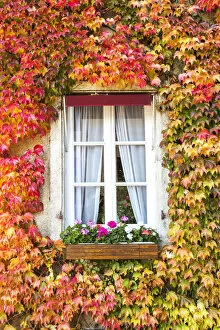 Window in autumn surrounded by vines, Burgundy, France