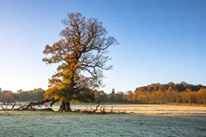 Images Dated 22nd January 2021: Windsor Great Park, Windsor, Berkshire, United Kingdom