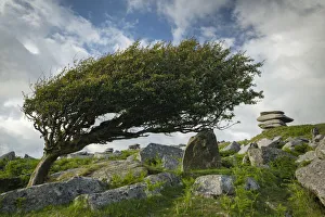 Windswept hawthorn tree on Bodmin Moor, Cornwall, England