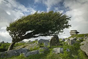Windswept hawthorn tree on Bodmin Moor, Cornwall, England