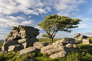 Windswept hawthorn tree growing among the granite rocks near Saddle Tor, Dartmoor