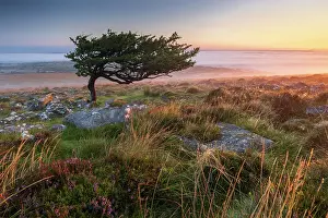 Windswept Prints: Windswept hawthorn tree on the moorland slopes of Cosdon Hill at sunrise