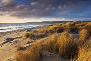Windswept sand dunes on the beach at Studland Bay, with views towards Old Harry Rocks