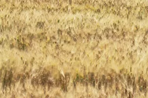 Close Up Gallery: On a windy day the wheat was moving fast, so I tried to do a long exposure to enhance that movement