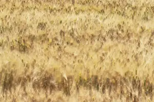 Wind Prints: On a windy day the wheat was moving fast