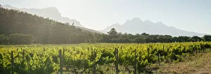 Images Dated 20th May 2022: Wine vineyards near Franschhoek, Western Cape, South Africa