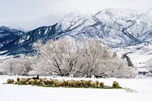 Cars Prints: Winter agricultural landscape- sheep and trees with fresh snow