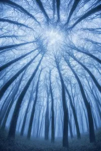 Cold Prints: Winter beech woodland tree canopy, Compton Abbas, Dorset, England, UK