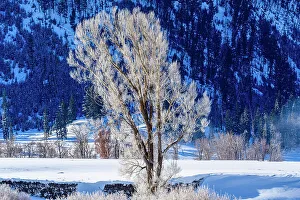 Carvings Prints: Winter cottonwoods in the Lamar Valley, Yellowstone National Park, Wyoming, USA