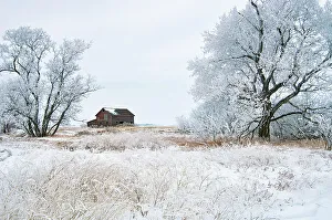 Altona Prints: WInter farm scenic with barn. Altona, Manitoba, Canada