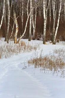 Images Dated 16th April 2015: Winter forest, Moscow region, Russia