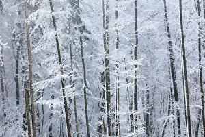 Winter Forest Prints: Winter forest in the Rheingau-Taunus Nature Park near Engenhahn
