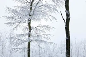 Winter forest in the Rheingau-Taunus Nature Park near Engenhahn, Niedernhausen, Hesse, Germany