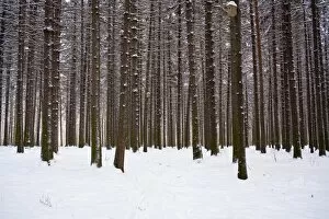 Winter forest in snow, Moscow, Russia